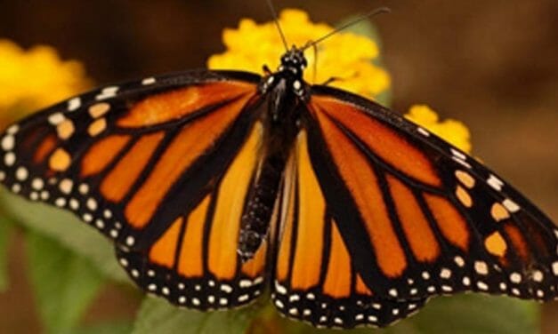 The Beloved Monarch Butterfly is Now in Dire Peril