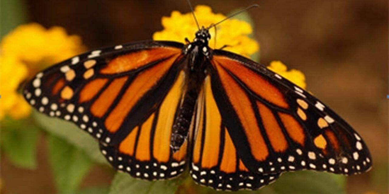 Monarch butterflies are in danger in Canada