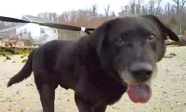 Video – Dog Kept on Heavy Chain for 15 Years Sees Beach for the Very First Time