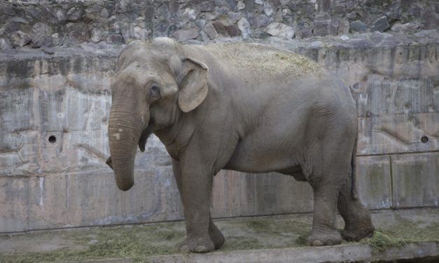 Victory! Zoo Sends All of its Captive Elephants to Live in a New Sanctuary