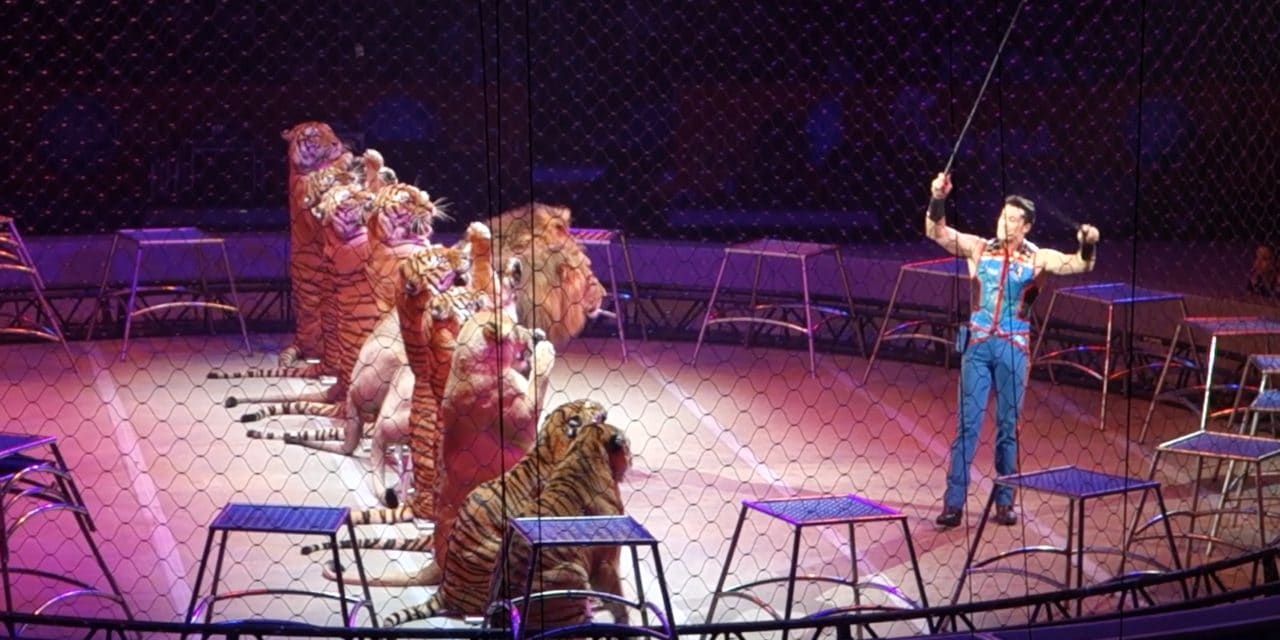Tigers and lions perform at Ringling Bros. circus