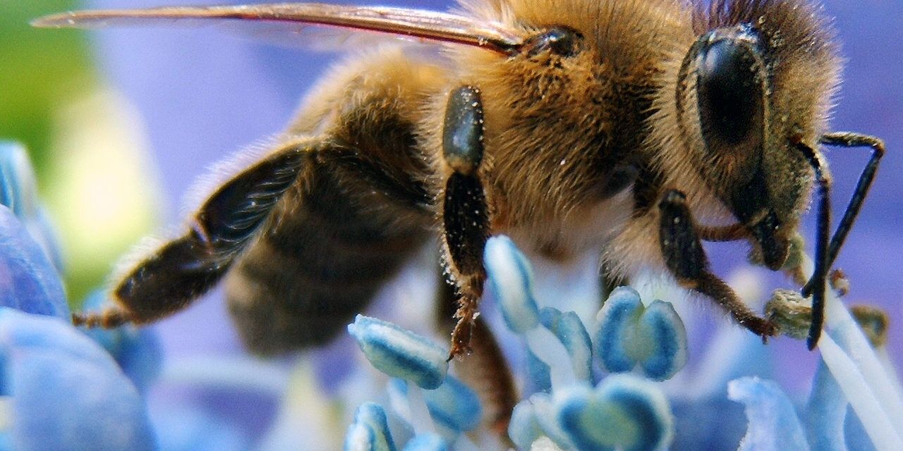 Western honey bee on flower