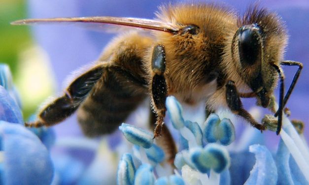 Bees Are Now an Official Endangered Species in the U.S.