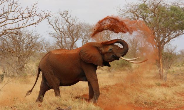 Huge Win for the Elephants: China to Ban All Domestic Ivory Sale