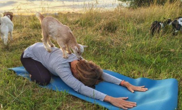 ‘Goat Yoga’ is Changing People’s Lives