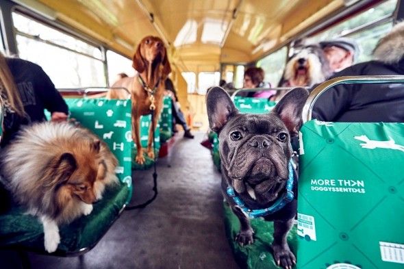 Hop on the K9 Bus for London’s ‘Dog Bus Tour’