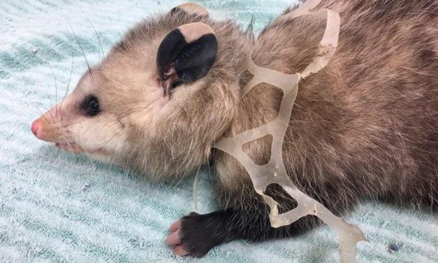 Opossum Found Suffocating in Plastic 6-Pack Ring Makes Astonishing Recovery