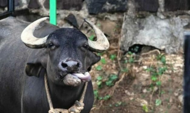 Once Destined for Slaughter, Rescued Water Buffalo Now Gets to Splash and Play