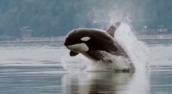 Warning: The Salish Orca is Headed for Extinction