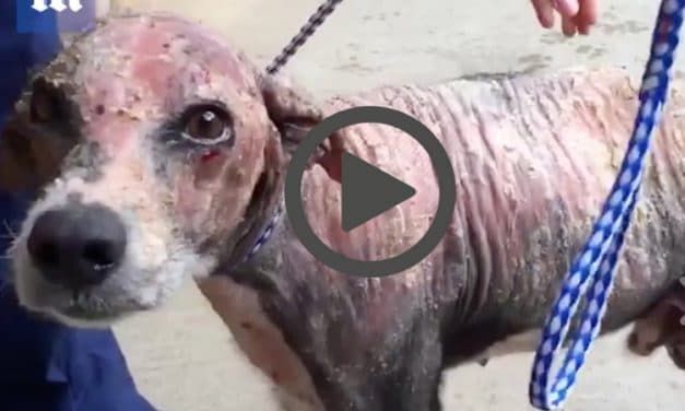 Dog with Mange so Bad He Had Scales instead of Fur Finally Finds Loving Forever Home (VIDEO)