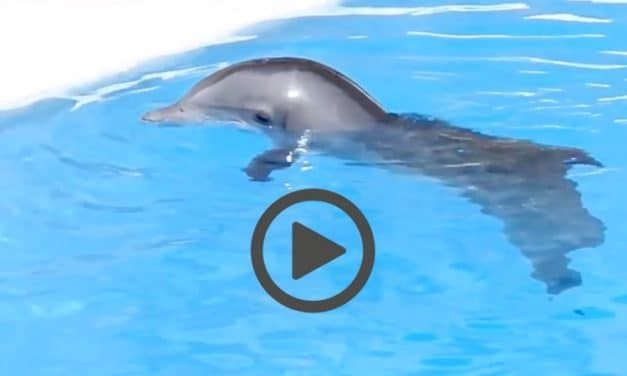 Sad, Lonely Baby Dolphin Shows True Cruelty of Marine Parks (VIDEO)