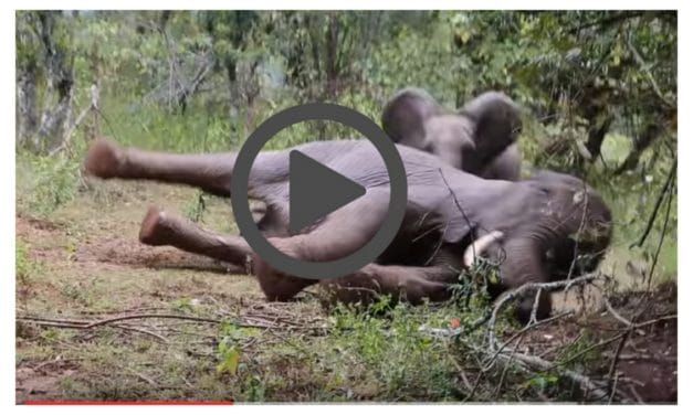 Baby Elephant Rescued After Mother Shot Right in Front of Him