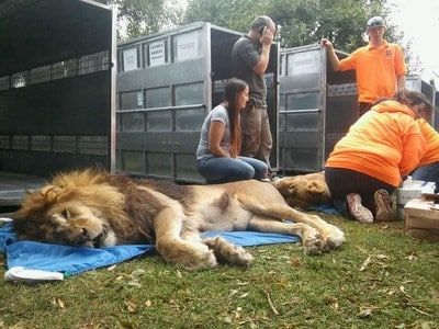 Lions, Tigers & Bears Once Trapped in Depressing Argentina Zoo Will Finally Taste Freedom