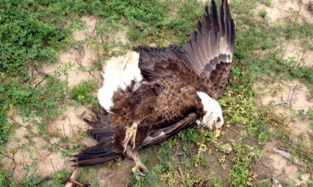 Lead-Ammo Ban Reversal Puts Bald Eagles in Peril