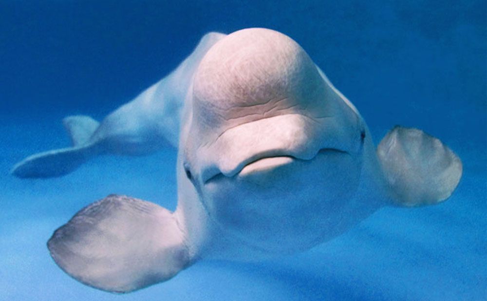 MELTING ARCTIC ICE COULD WIPE OUT THE BELOVED BELUGA WHALE