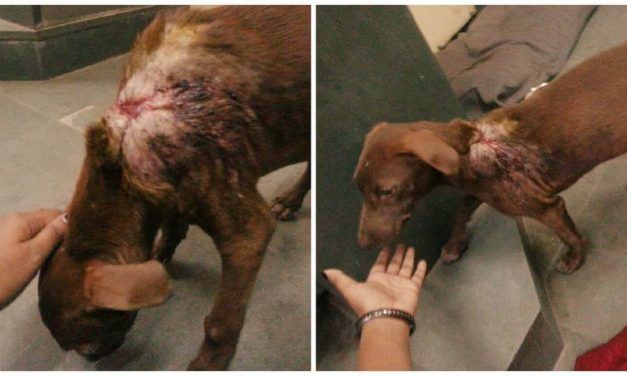 Dog Cruelly Burned With Acid is Rescued in the Nick of Time (VIDEO)