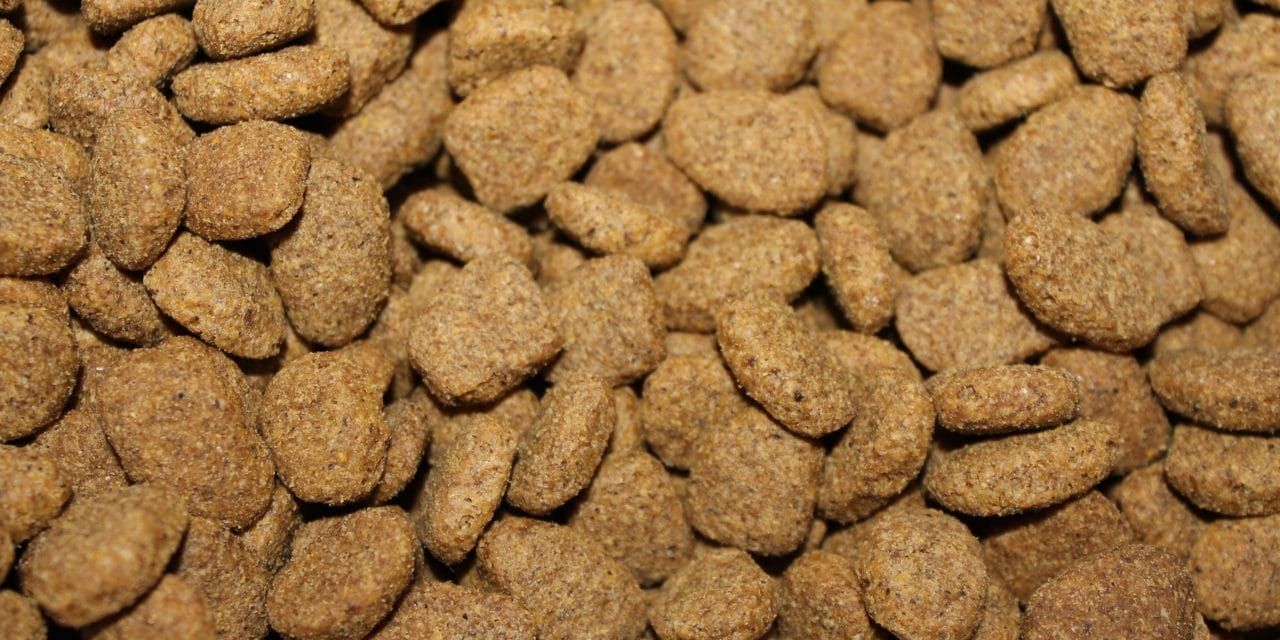Are There Gruesome Ingredients In Your Pet’s Food?