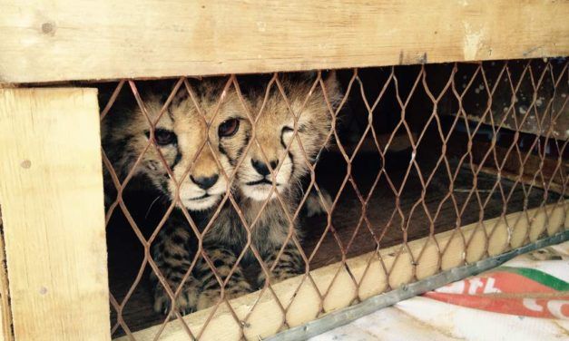 Cheetah Cubs Rescued In the Nick of Time From Illegal Trafficking