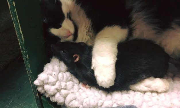 Cat, Dog, and Rat Best Friends Refuse to be Separated