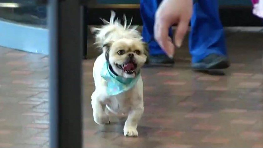 7-year-old dog runs to greet family in New Mexico.