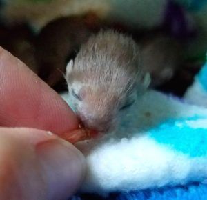 This baby weasel's head is no bigger than the tip of our thumb. Four baby weasels were recently rescued from a car engine.