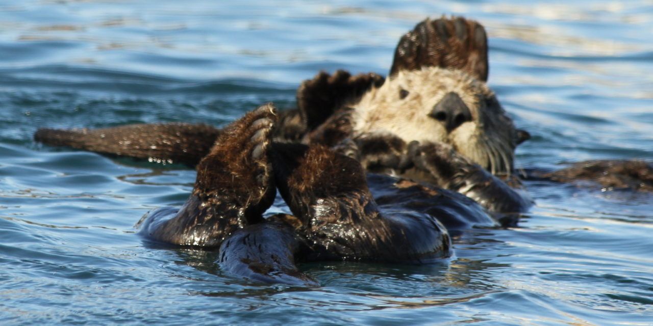 Otters swim in Morro Bay, CA.