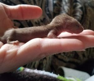 A baby weasel in the palm of a human hand. Four baby weasels were recently found and rescued under the hood of a car.