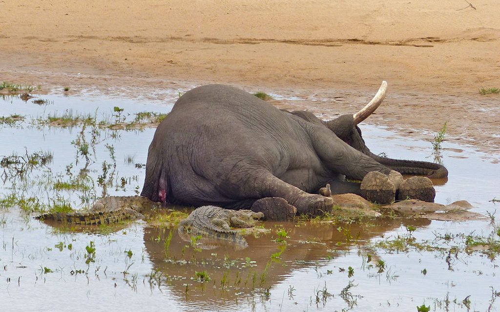 Trophy Hunter Crushed to Death by Gunned-Down Elephant
