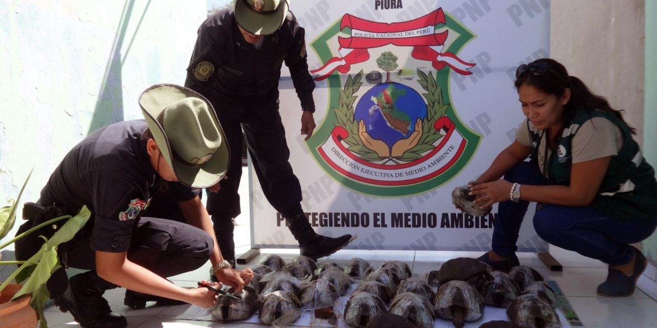 Smuggled Galapagos Tortoises Found Cruelly Wrapped in Plastic