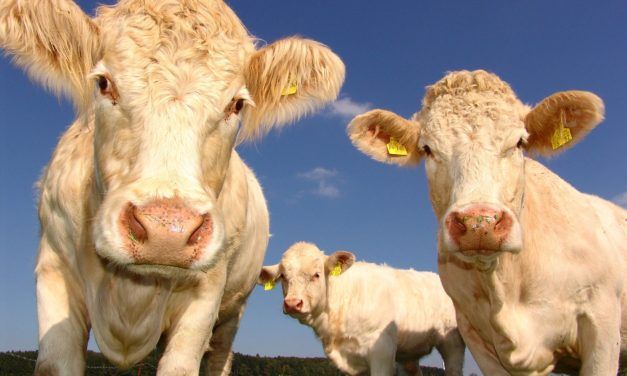 Good News for Cows and Sheep! New Zealand Bans Cruel Live Animal Exports