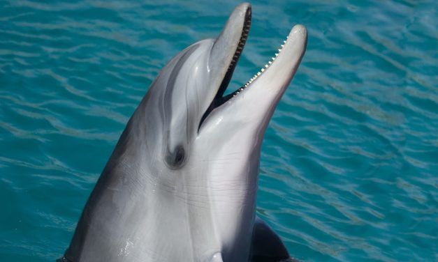 Two Dolphins Finally Get To Go Home After 20 Years In Captivity