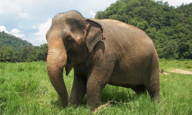 This Study Proves Again that Elephants are Really, Really Smart