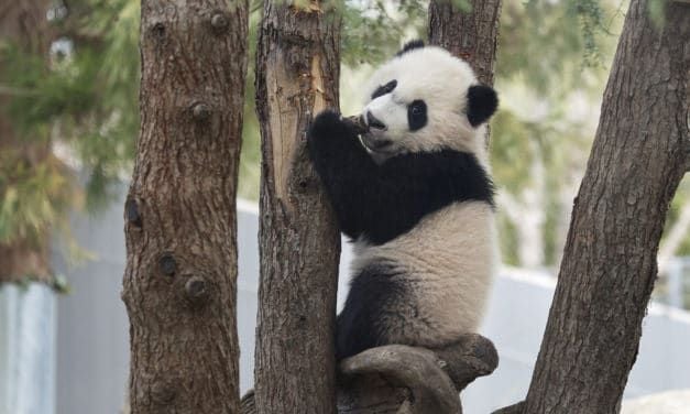 Forced Baby Panda Separation From Mom Is Latest Zoo Cruelty Controversy