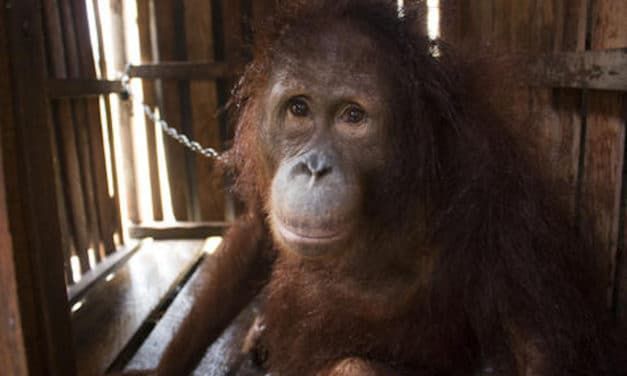 Amy The Orangutan Finally Free After Years Chained Up in a Crate
