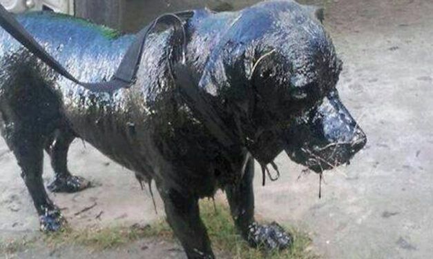 Dog Found Completely Covered in Tar Makes Stunning Recovery