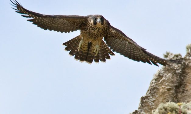 The Peregrine Falcon is Making a Comeback in Michigan