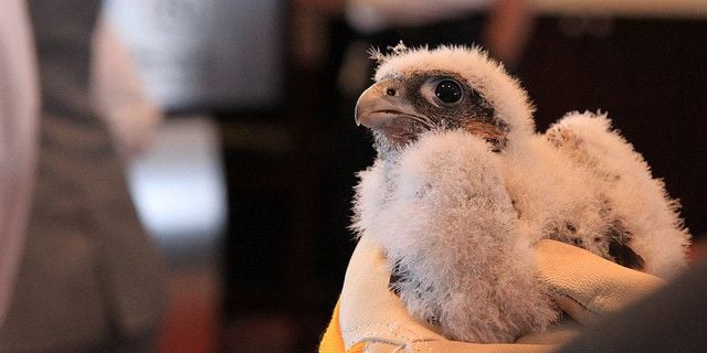 Picture of a peregrine falcon chick.