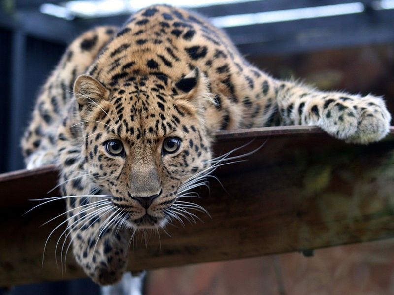 An Amur leopard. Amur leopards are critically endangered and may soon vanish forever. Get involved at Lady Freethinker.