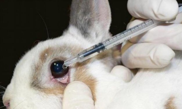 Sign: Pass the Humane Cosmetics Act to Stop Cruel Animal Testing