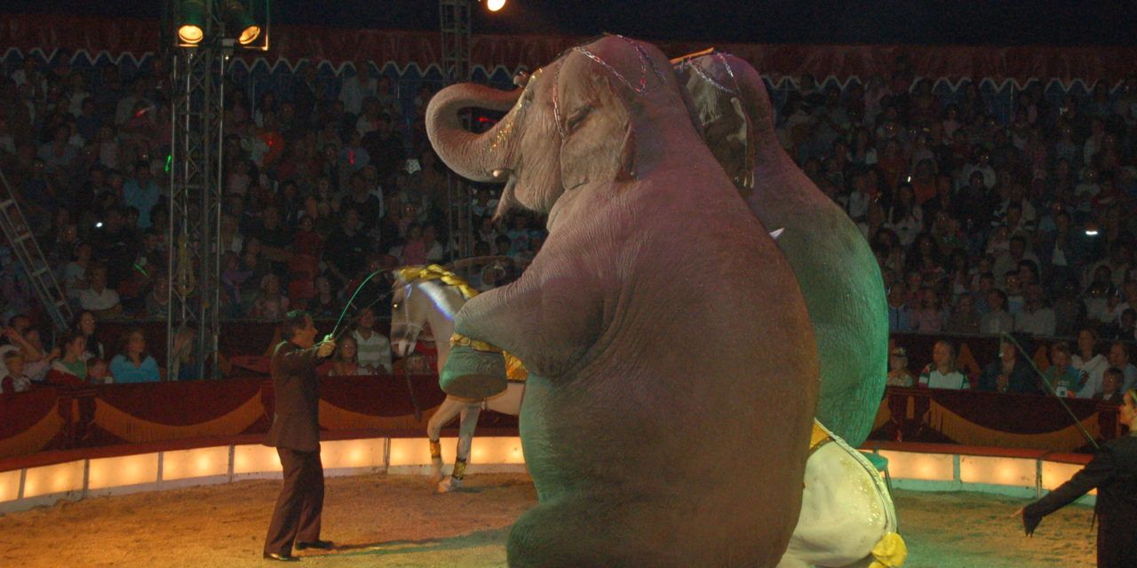 In a Win Against Cruelty, New York City Bans Wild Animals in the Circus