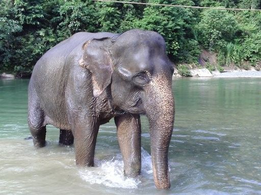 A Sumatran elephant. These elephants are critically endangered and may soon vanish from the world. Get involved at LFT.
