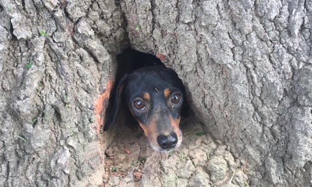 Dog Hopelessly Trapped Inside Tree Rescued By State Troopers