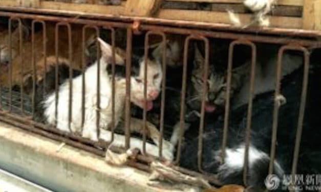 Chinese Police Seize 500 Cats Meant To Be Sold To Restaurants