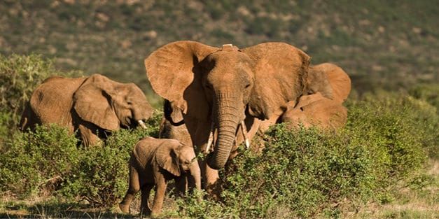 Groundbreaking Elephant Collar Can Sense when Poachers are Shooting