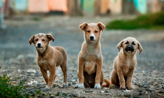CA Assembly Passes Landmark Bill Banning Sale of Puppy Mill Dogs