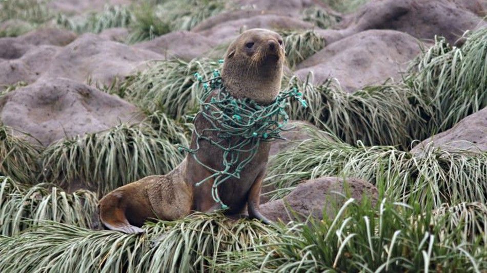 Plastic Pollution in Antarctica Five Times Worse Than Anticipated