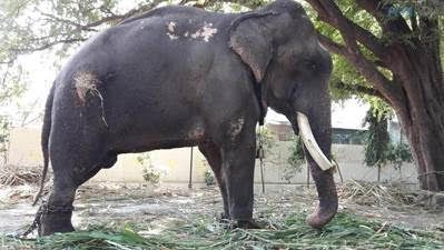 VICTORY – Gajraj the Elephant Rescued After 50 Years in Chains