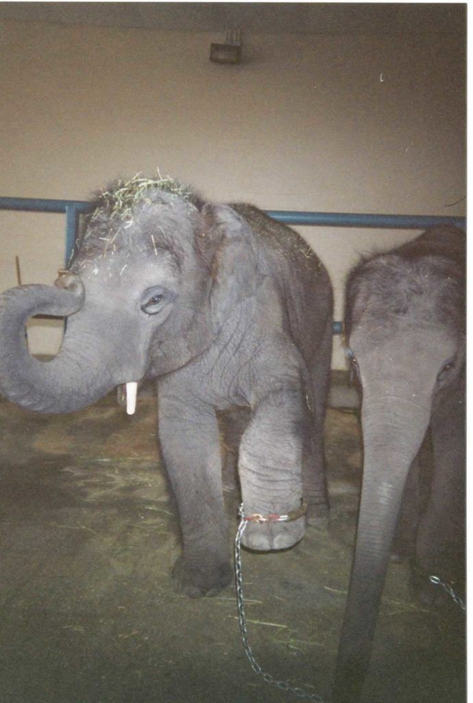 Picture of baby elephant chained at the Center for Elephant Conservation.