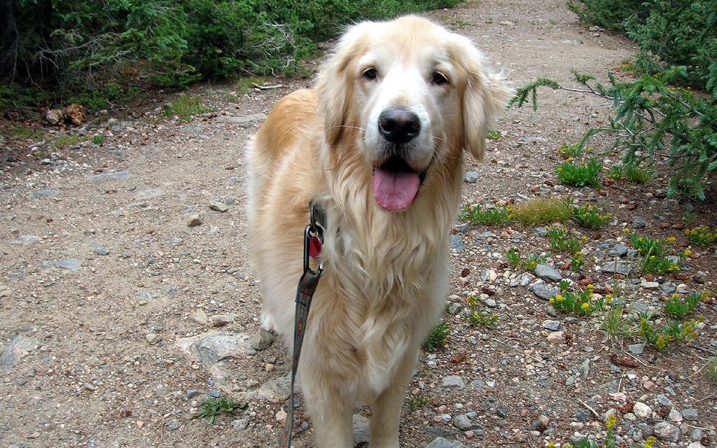 The Top 4 Dog Hiking Tips That Every Dog Owner Needs to Know
