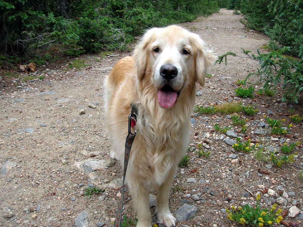 dog on a trail